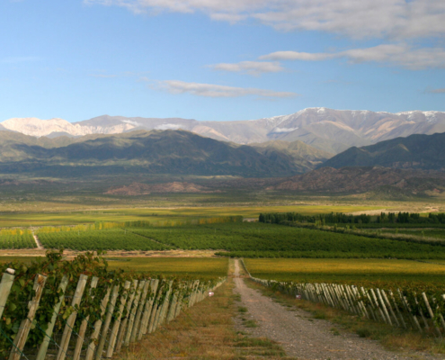 Bodega grupo Peñaflor Argentina
